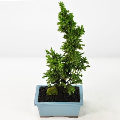黒松 中品盆栽 樹齢25年の一点物盆栽を販売｜盆栽妙 – 盆栽妙 本店
