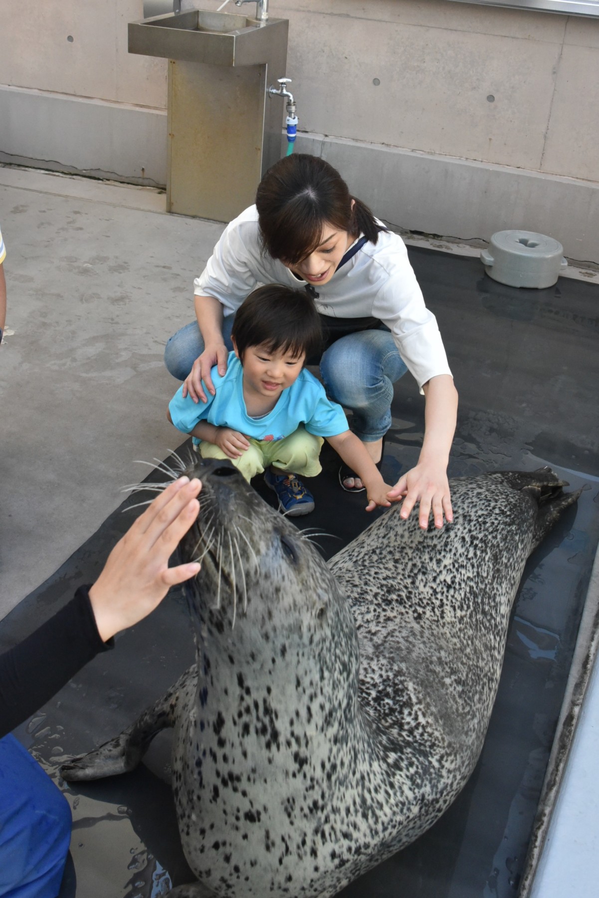 ひれあしにタッチ はじめました – 男鹿水族館GAO