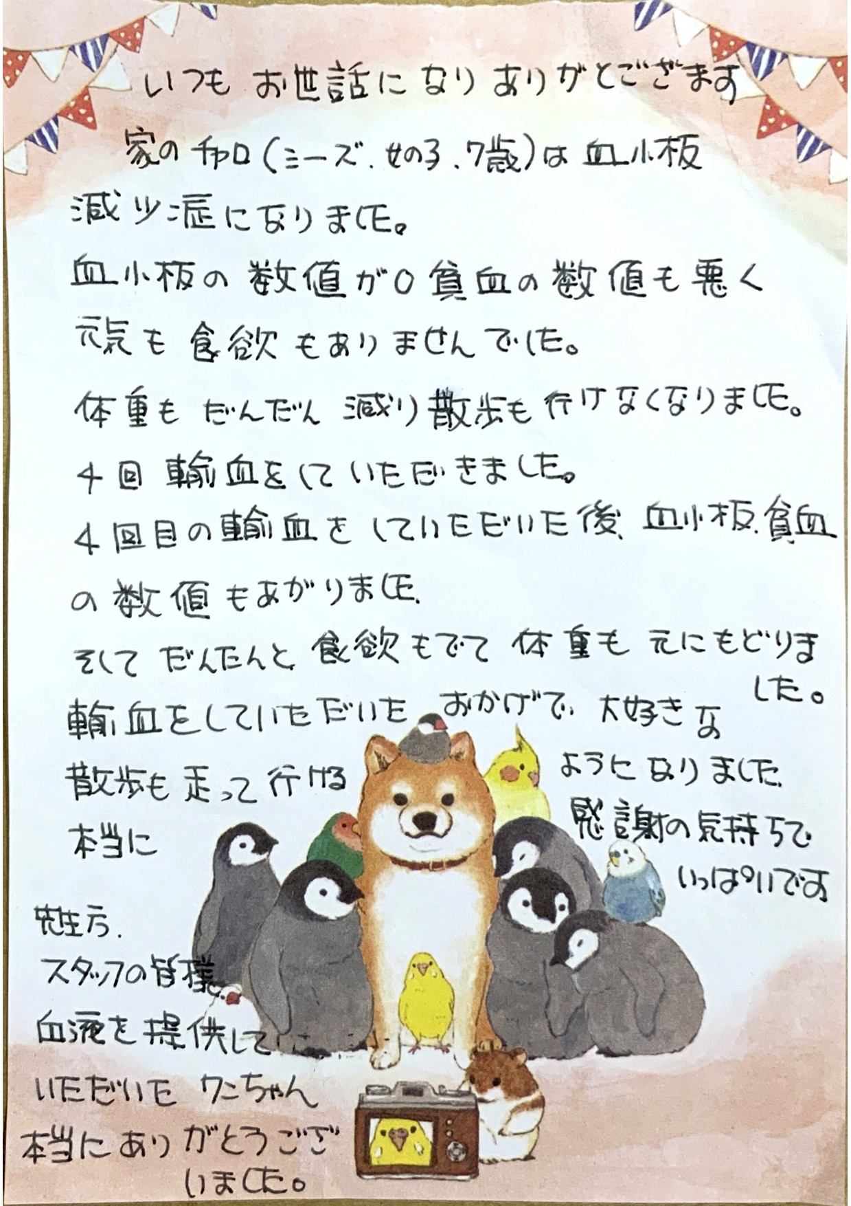 輸血について | 専門診療 | 浜松どうぶつ医療センター