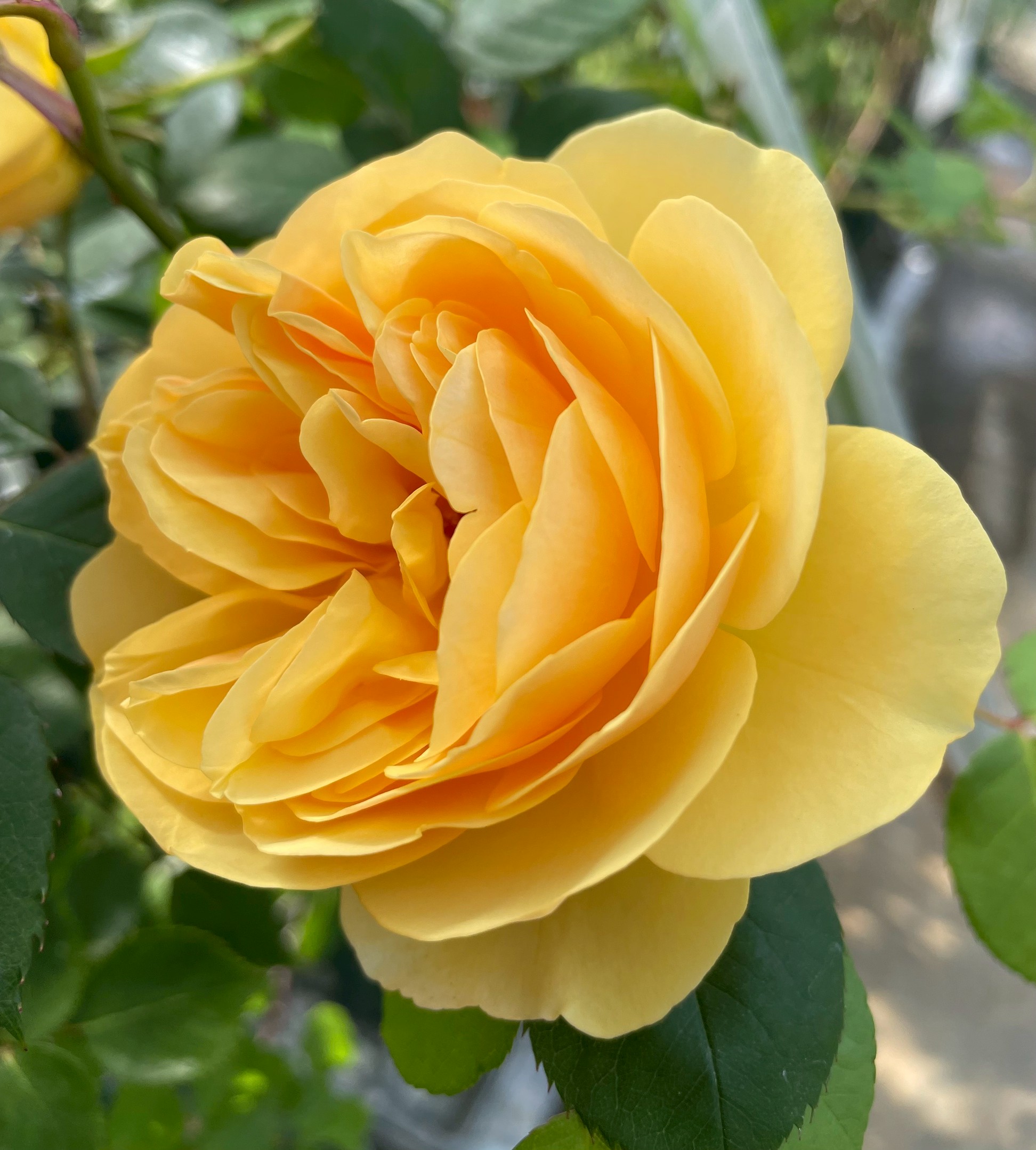 廃盤イングリッシュローズ大苗 シャリファ アスマ Herb&Rose バラ苗