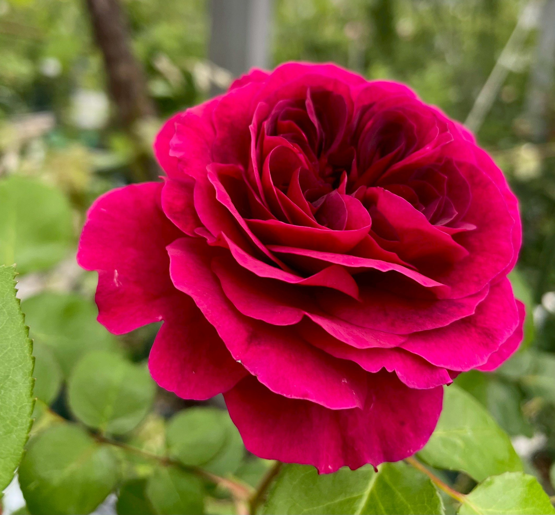 廃盤イングリッシュローズ大苗 Auswalker Herb&Rose バラ苗販売 商品