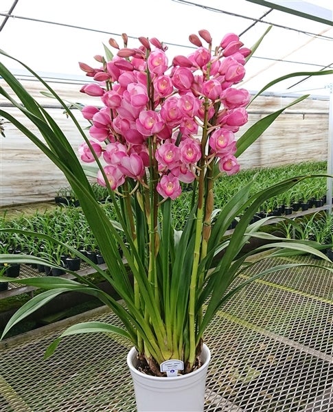 週末特価！2鉢価格！シンビジウム　苗　苗木　4本立ち　洋ラン　蘭　三つ星 シンビジューム ピンク系 6号 3本立｜洋蘭04-PA | ギフト,胡蝶蘭・洋