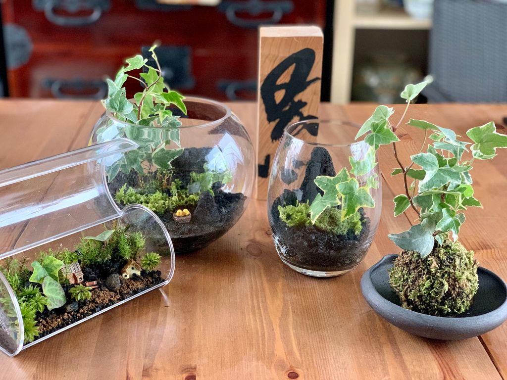 長野の苔玉作りランキングTOP3 - じゃらんnet