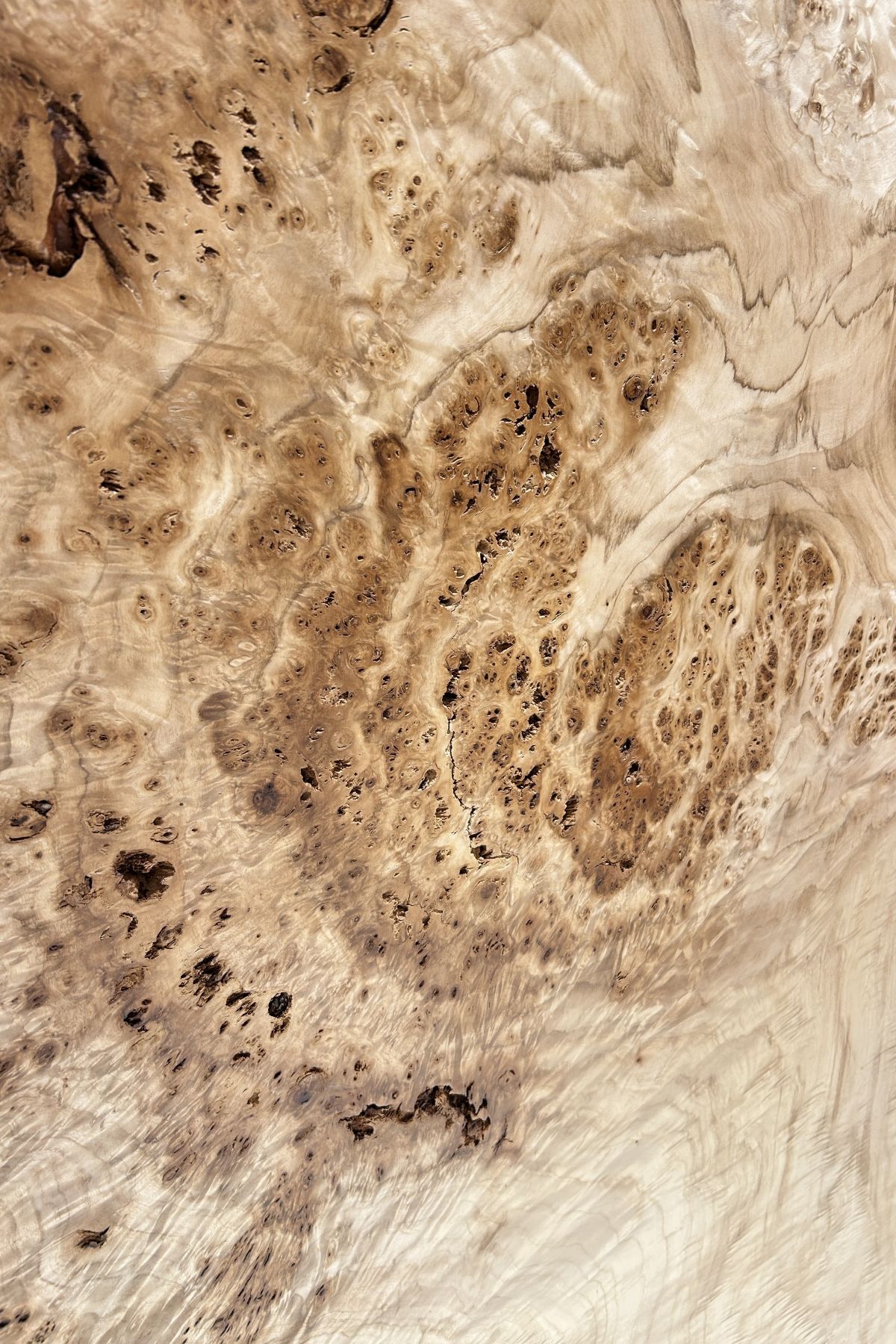 天然木 東京 新宿 東五軒町展示 楠（くすのき）材 一枚板 セール｜一枚