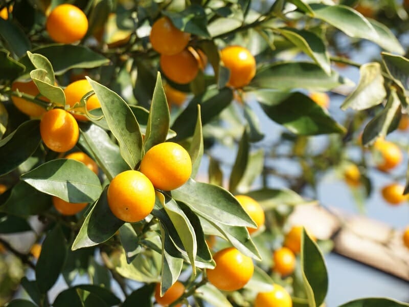 金柑（キンカン）の肥料 おすすめの肥料と時期や与え方のポイント