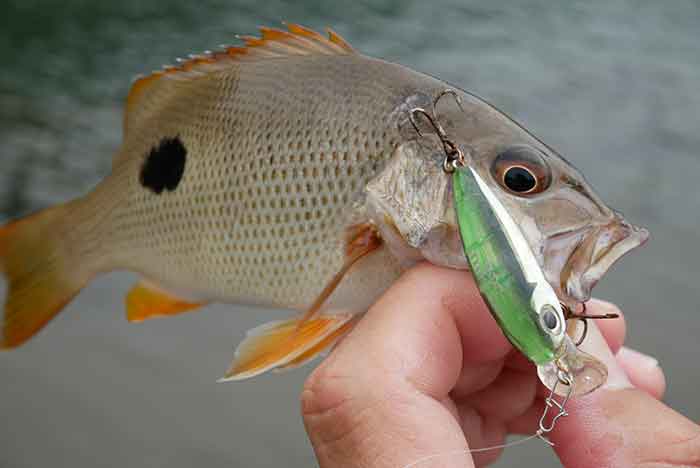 SMITHフィールドレポート