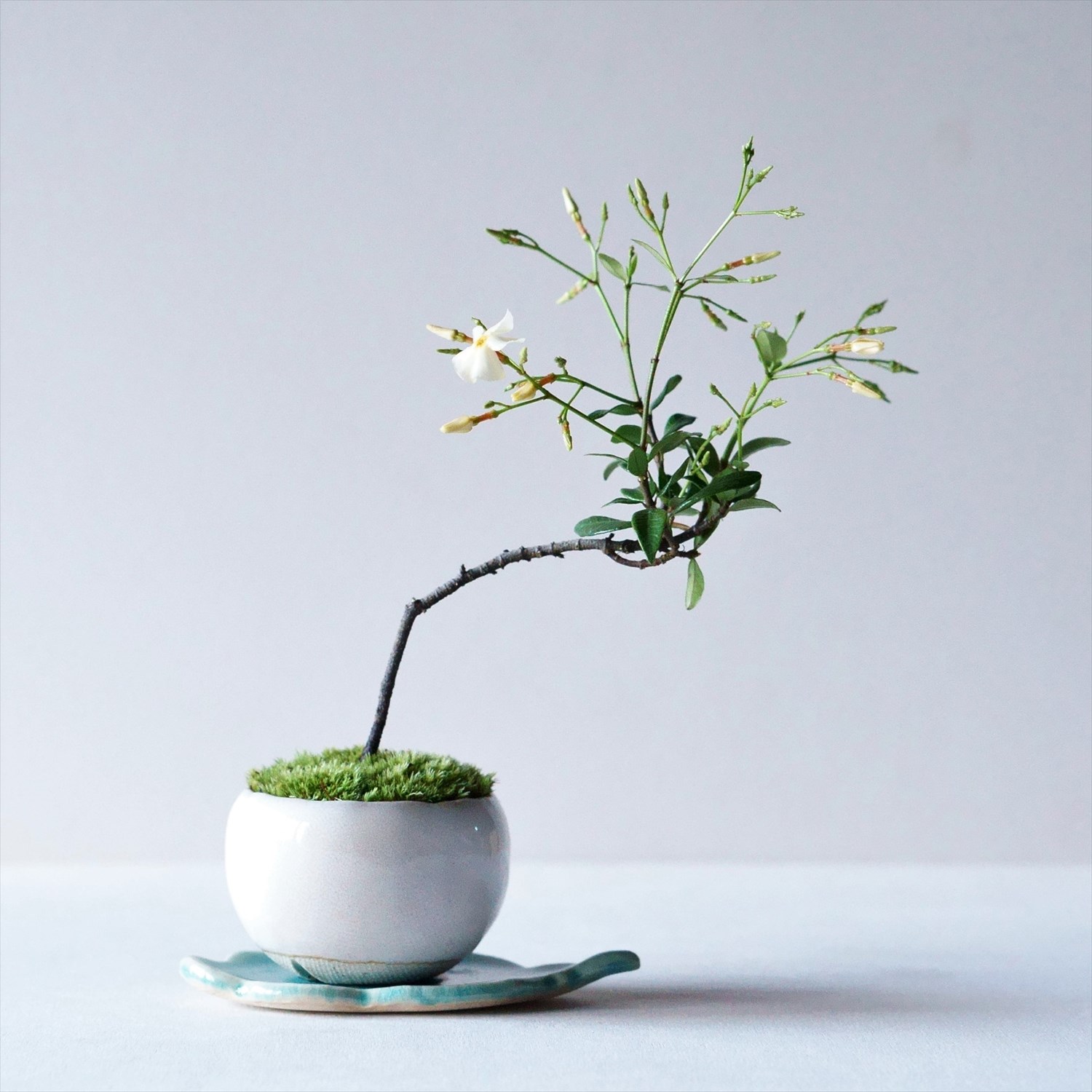 テイカカズラ｜石木花図鑑｜石木花｜SEKIBOKKA｜盆栽