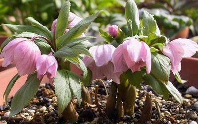 クリスマスローズ ヘレボルス原種・交配種 原種交配販売 ＞ クリスマス