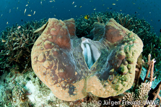 シャコガイ徒然草 ｜WWFジャパン