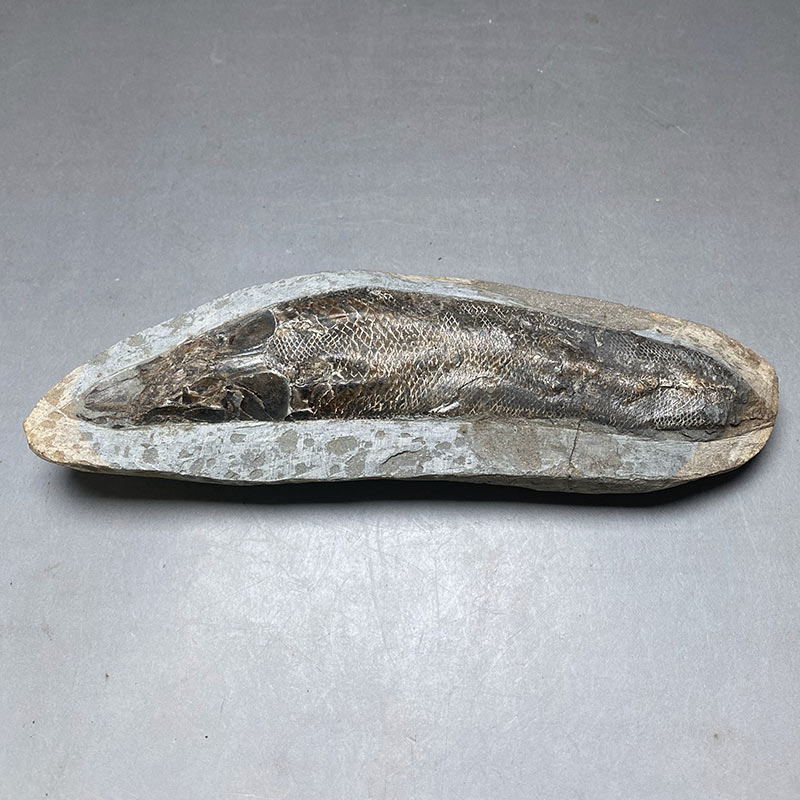 カライワシ魚化石ラコレピス iw241021a07k - 横浜中華街天宝堂本店