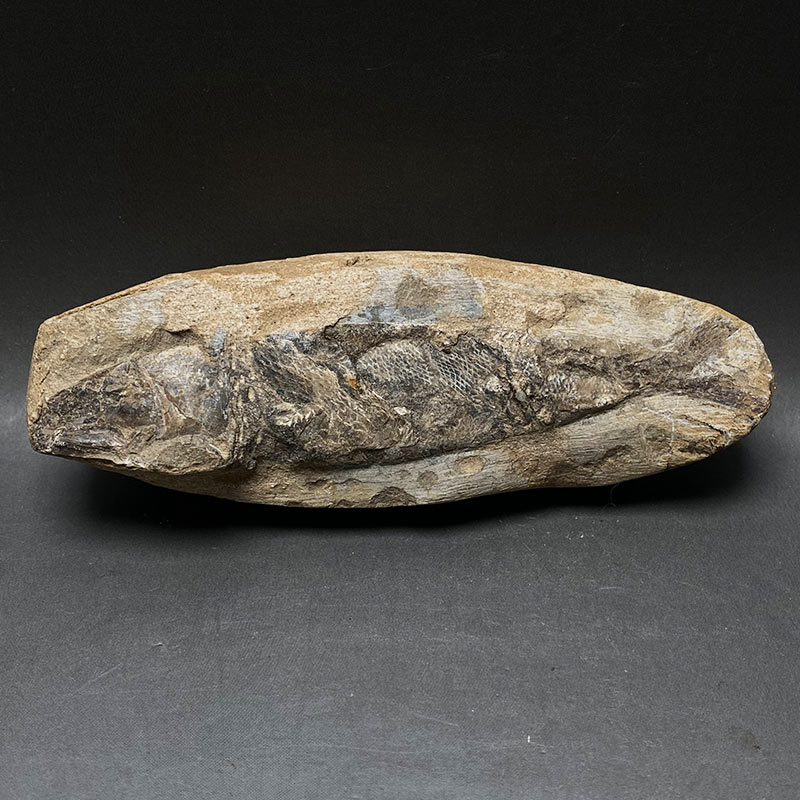 カライワシ魚化石ラコレピス iw241021a09k - 横浜中華街天宝堂本店