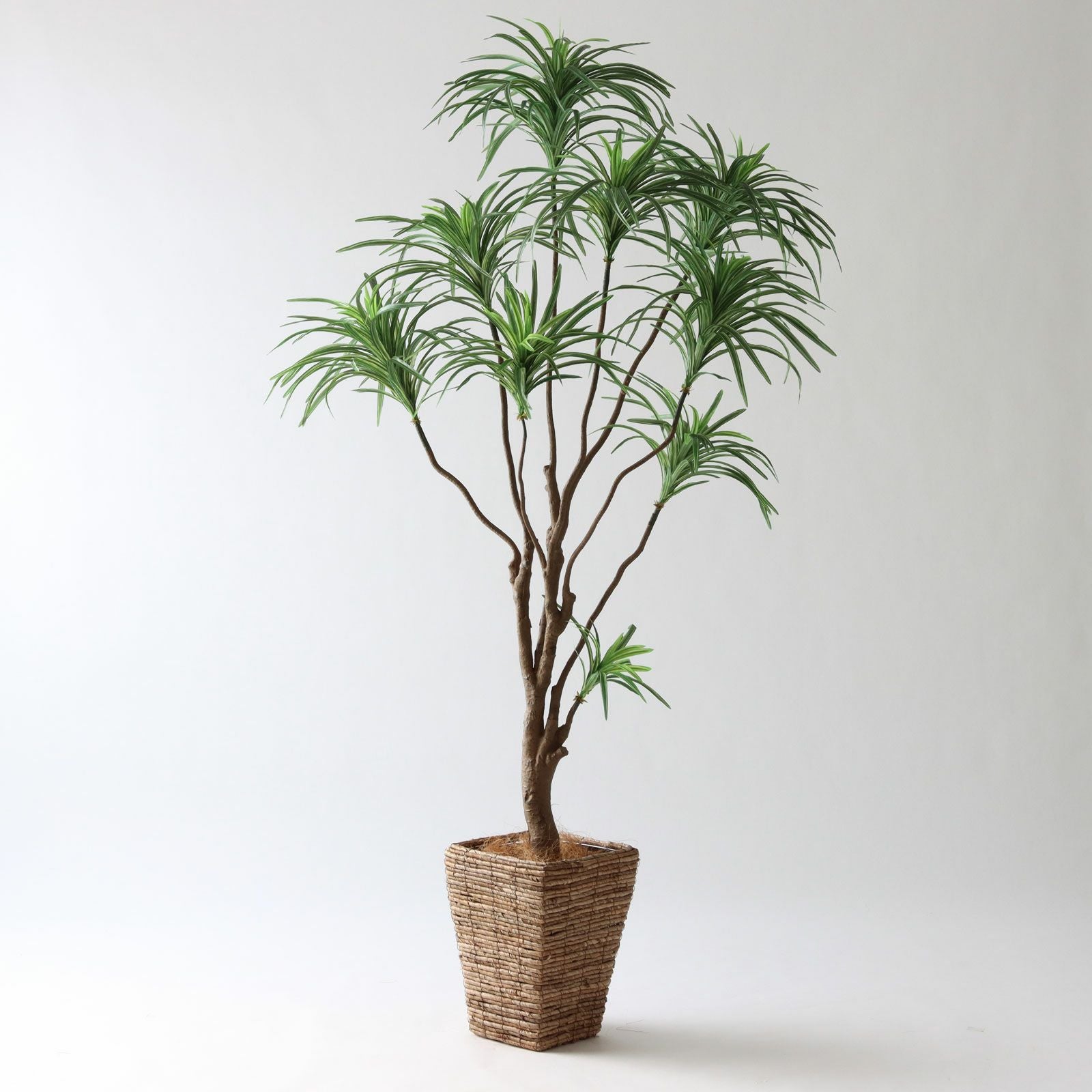 No8182 プレミアム光触媒フェイクグリーン「枝を自由に曲げて × 空間に