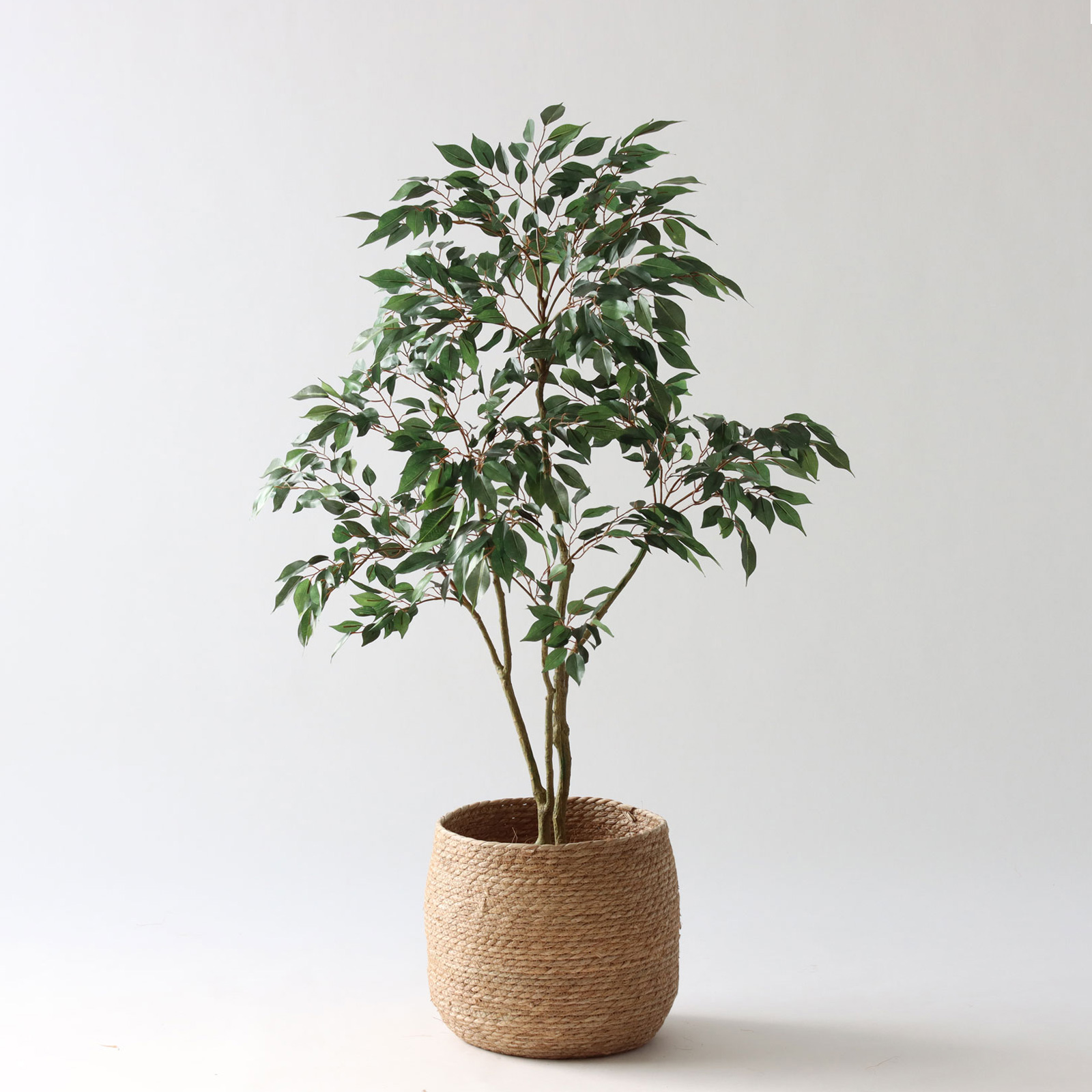 ベンジャミン（フィカス） | プレミアム光触媒フェイクグリーン 造花