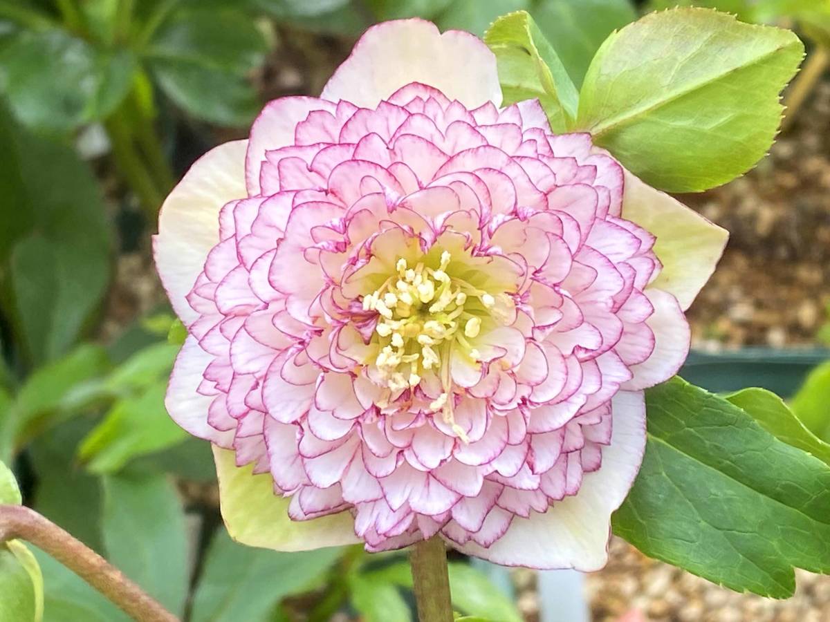 クリスマスローズ 193 DD 超多弁ピコティ セルフ交配 種5粒(種)｜売買