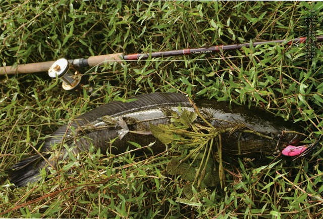 ラッティーツイスター ライムカントリーシリーズ 商品詳細｜でんでん