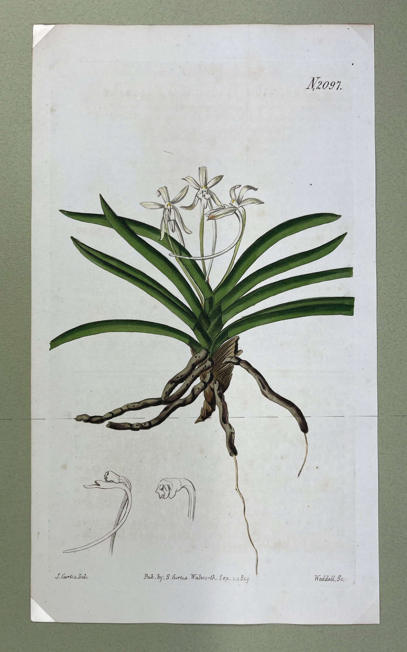 日本富貴蘭会 | 富貴蘭徒然