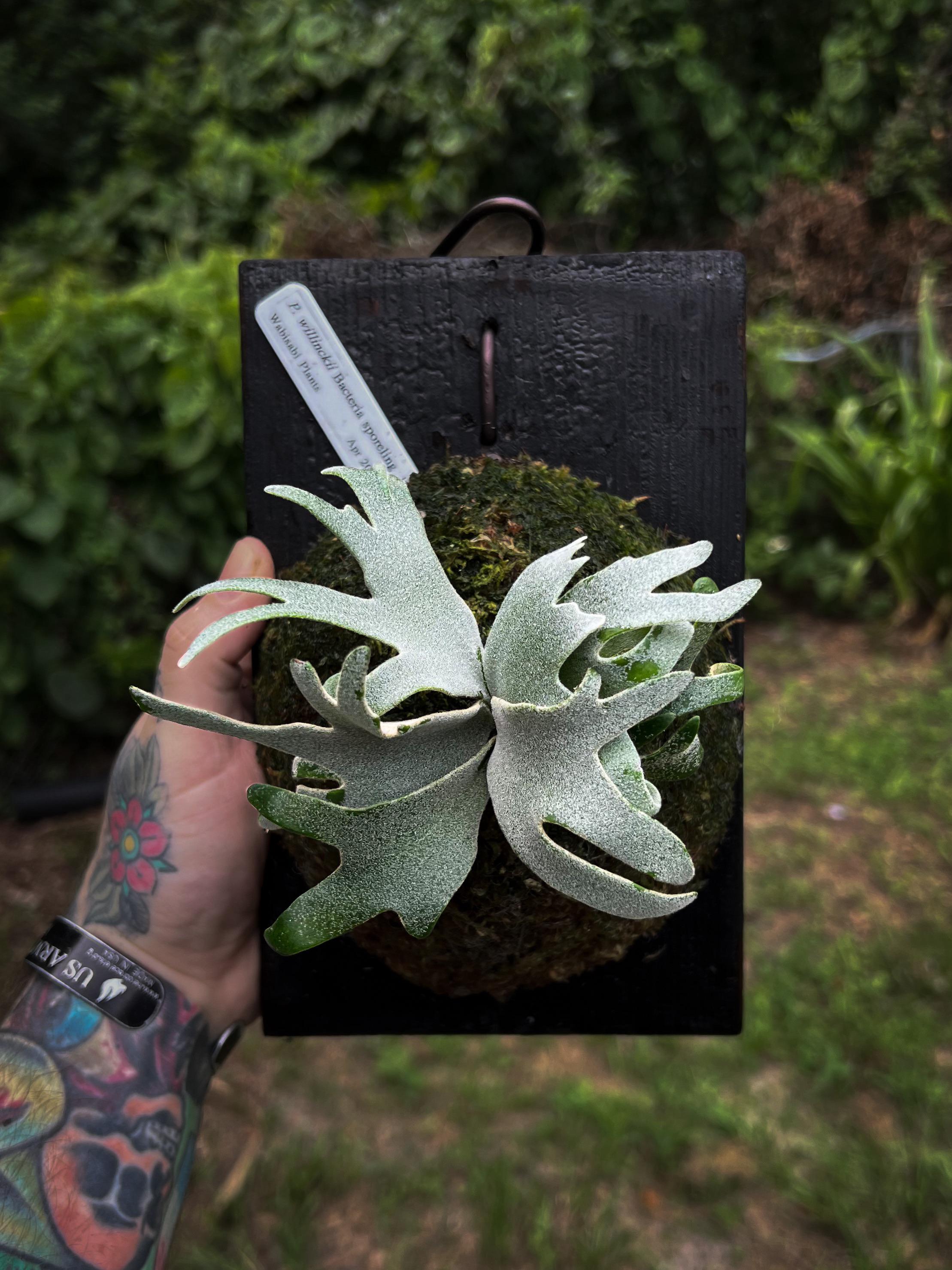 ビカクシダ P.willinckii dwarf 'OMG' 前葉体胞子体 【公式通販】