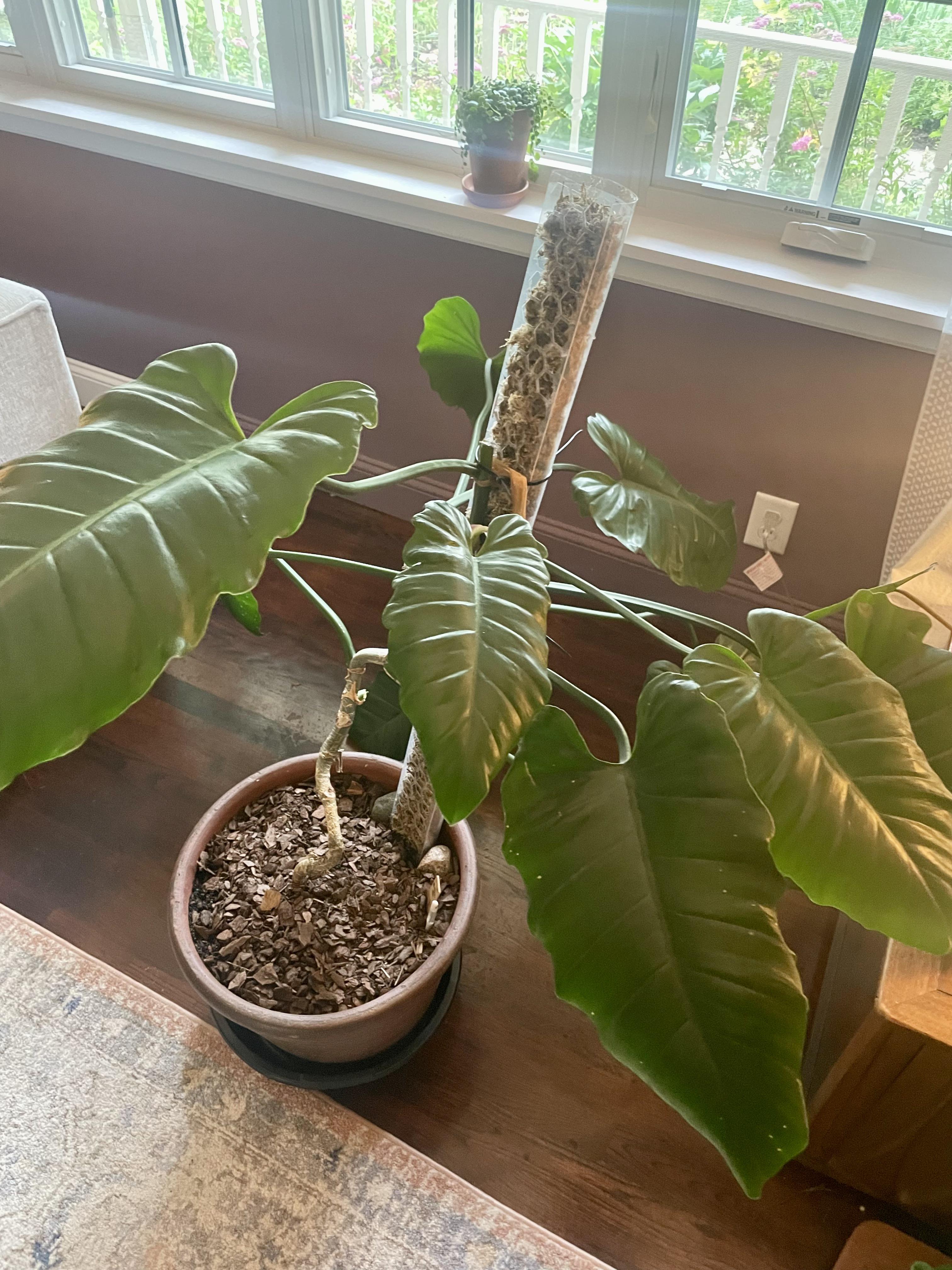 フィロデンドロン・ジャングルフィーバーを斑入りにするには？ : r