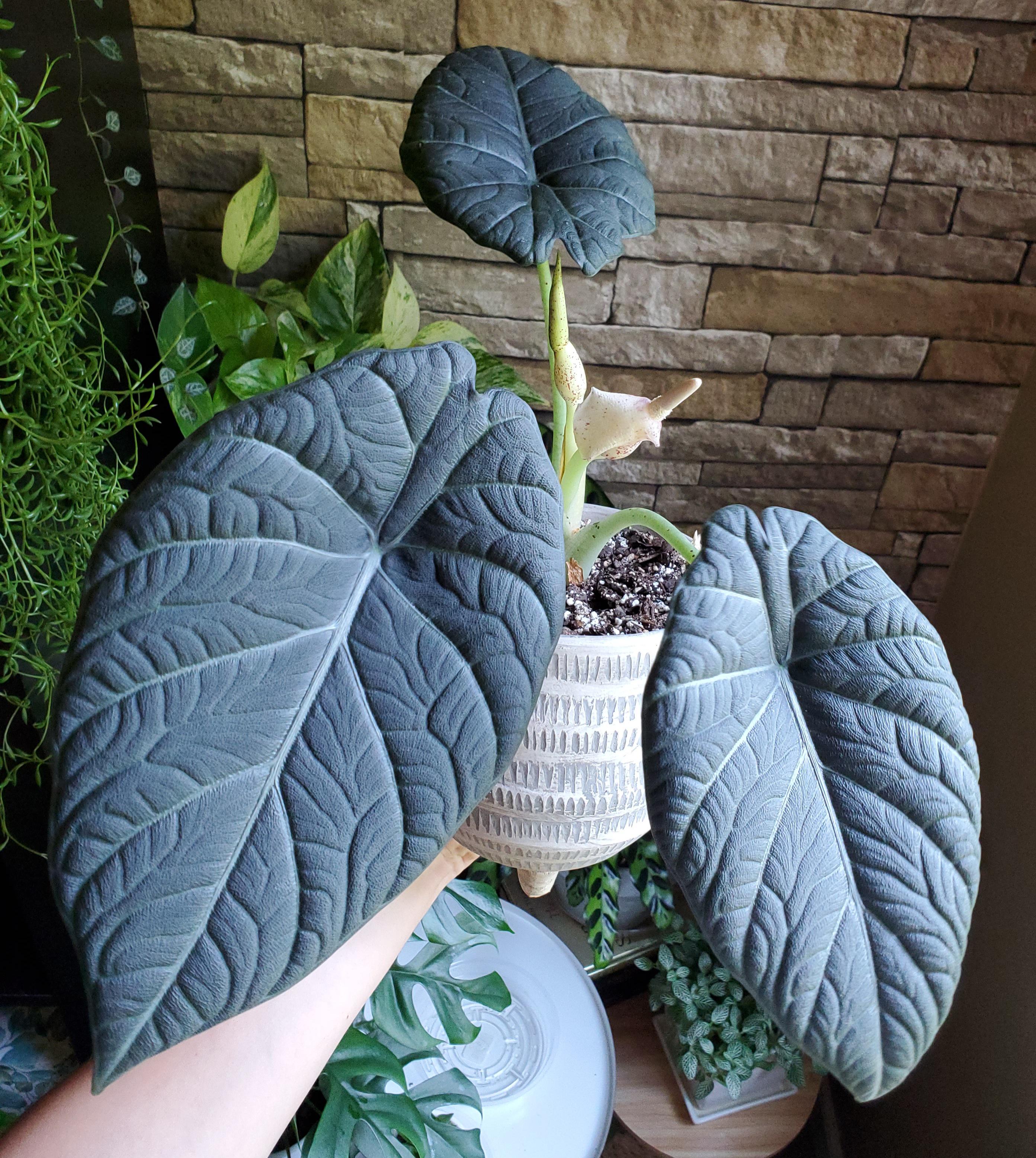 うちのアロカシア・マハラニが花咲いてるし、新しい葉っぱも出してるん