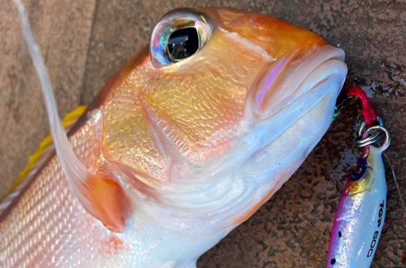 ONE THE BLUE(オンザブルー)TGポテンシャル 40g・60g・80g・100g