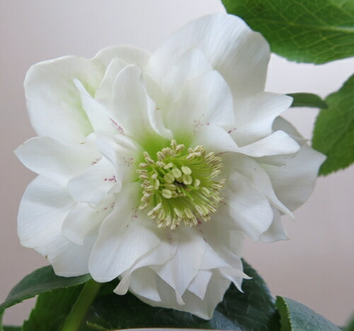 楽天市場】【現品】クリスマスローズ ウィンターシンフォニー