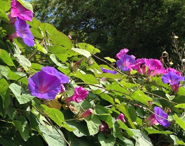 楽天市場】宿根アサガオ(あさがお) オーシャンブルー ポット苗(b6