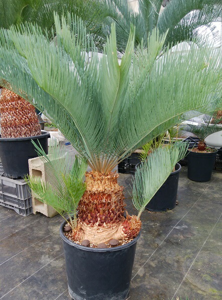 楽天市場】【現品発送】ソテツ サイカス カイルンシアナ ブルー 幹高約