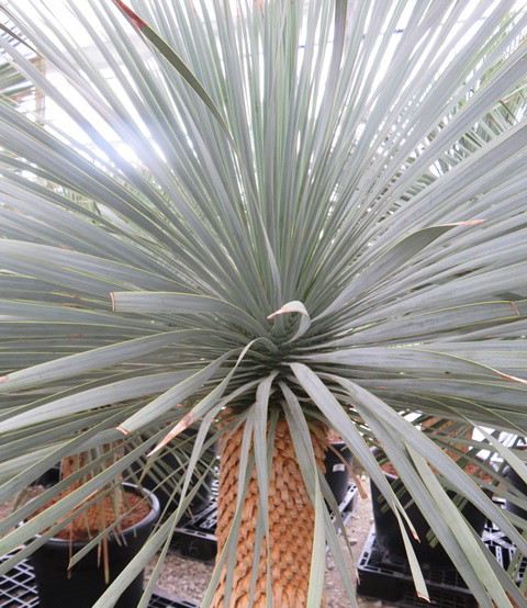 楽天市場】【品種・セットを選べる】ユッカ ロストラータ・リギダ 苗木