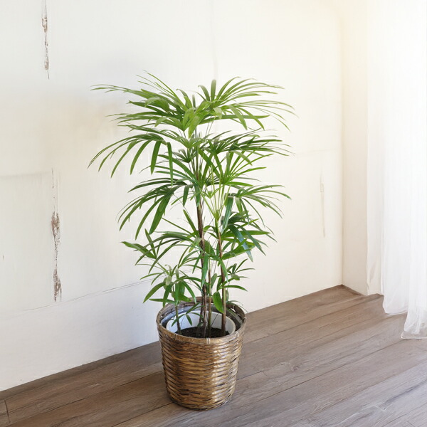 楽天市場】棕櫚竹 シュロチク 8号 鉢カバー付き 送料無料 寒さに強い