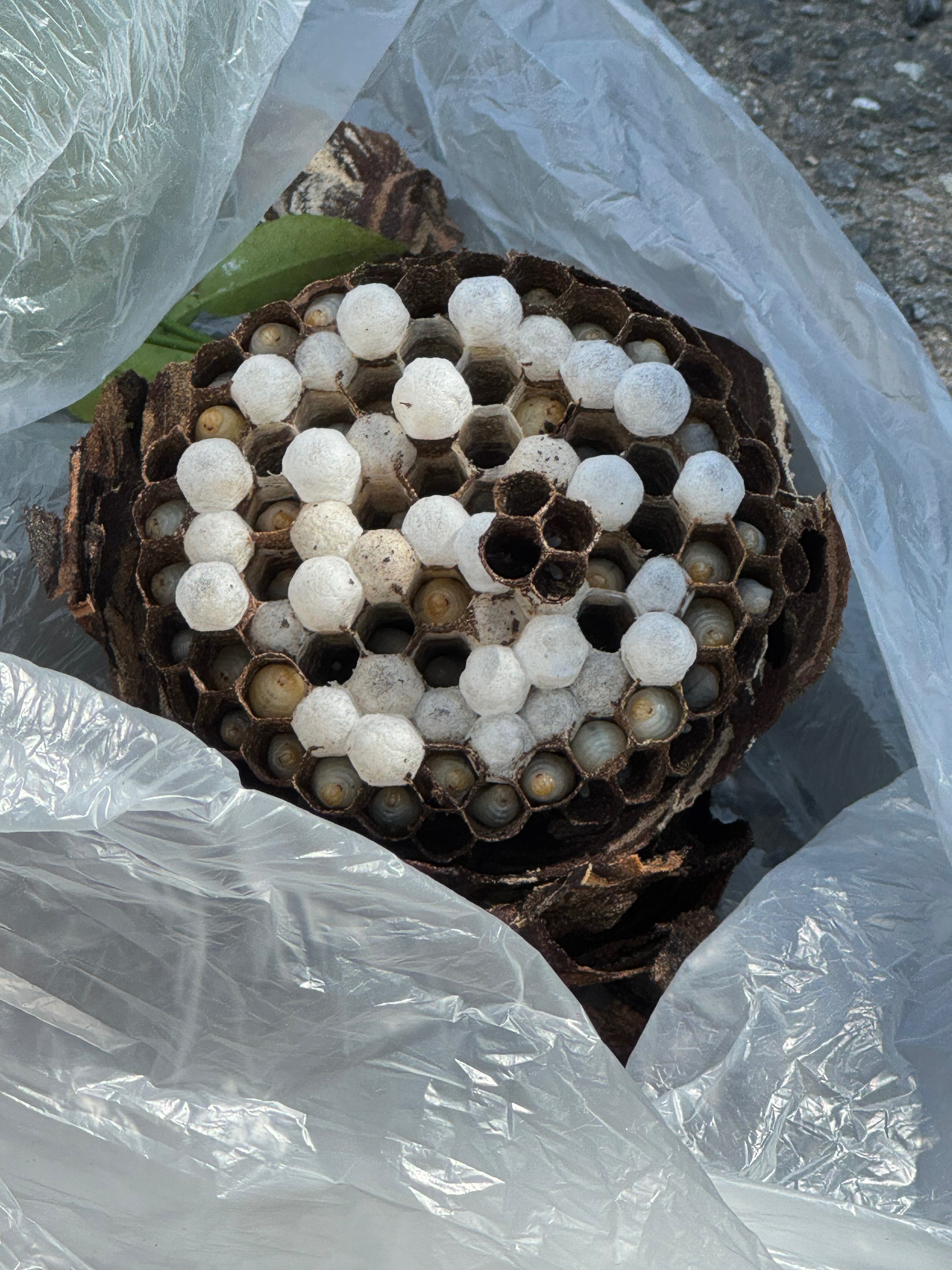 ハチの救急車の蜂の巣駆除の料金・評判 | 神奈川県秦野市 - ミツモア