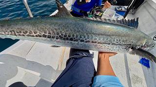 Ark Rover 140S LC TUNE / アークローバー140S LCチューン ｜ PALMS