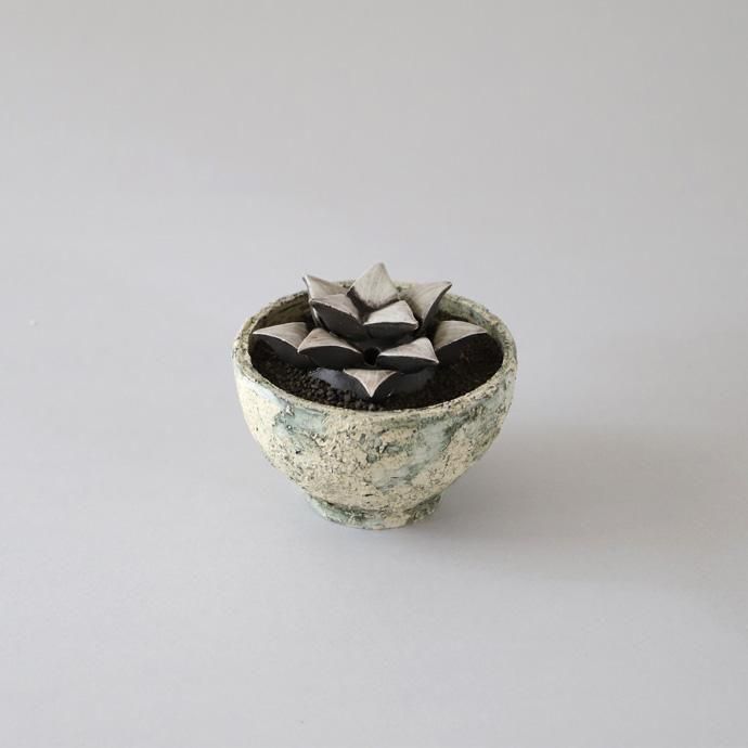 STUDIO. ZOK｜陶植セット ハオルチア コンプト - ハシュケ［hushykke］