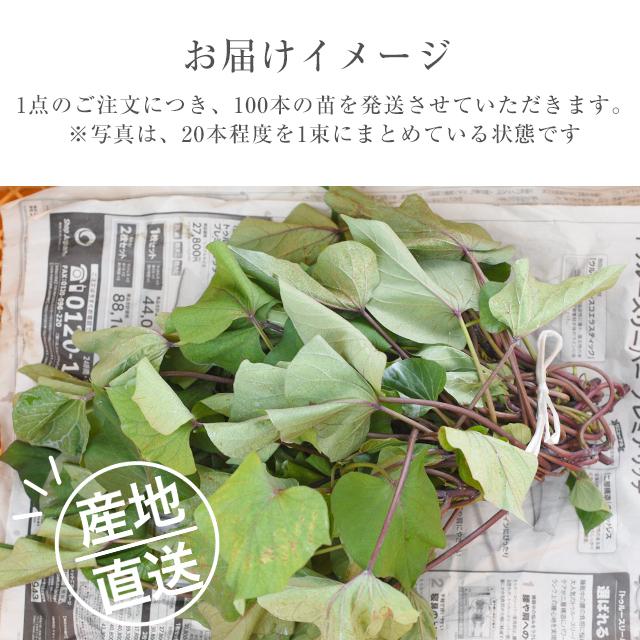 紅はるか 苗 100本 入り PVP バイオ苗 ウイルスフリー苗 べにはるか