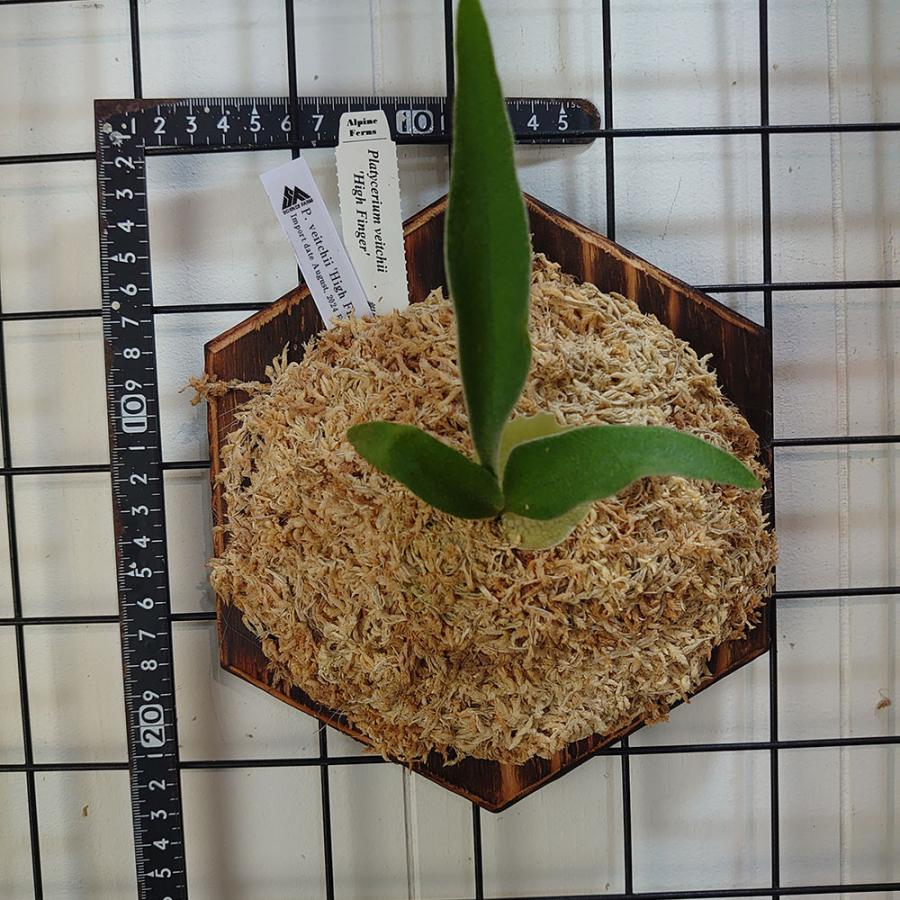 ベイチー ハイフィンガーTC P.Veitchii High finger TC 輸入株 一点物