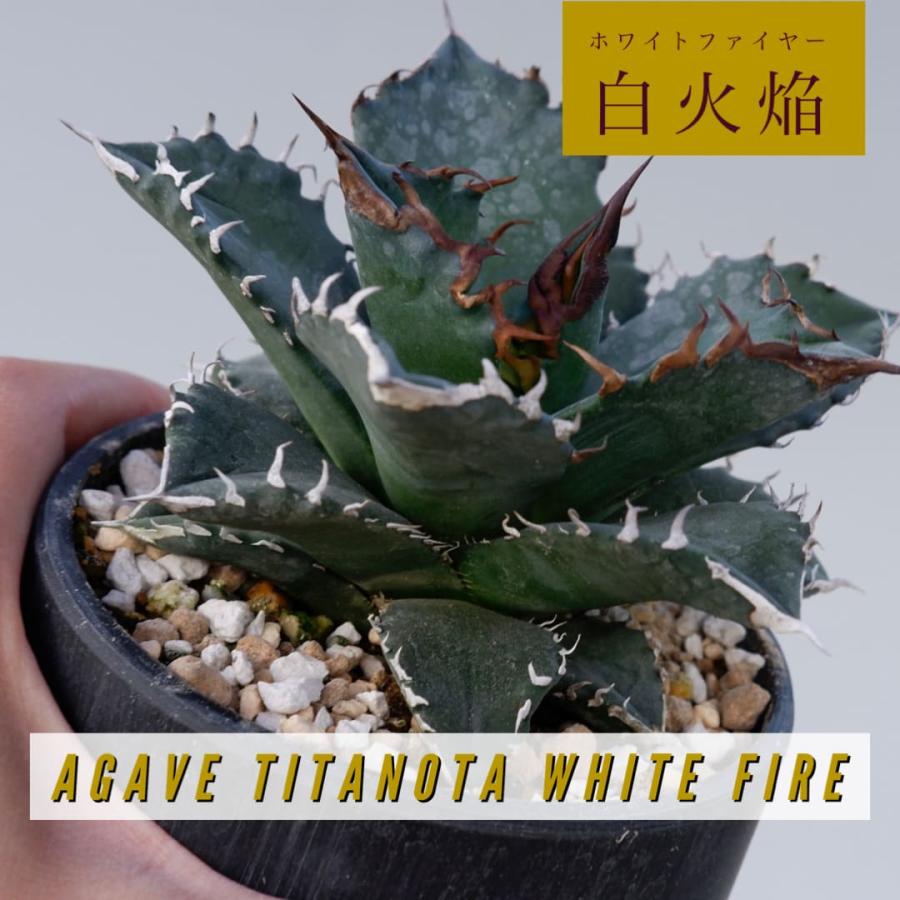 アガベ チタノタ ホワイトファイヤー011 Agave titanota 白火焔 塊根
