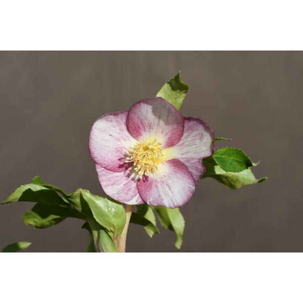 クリスマスローズ開花株 SS両面絞り咲きゴールド 110 現品限り : 金井