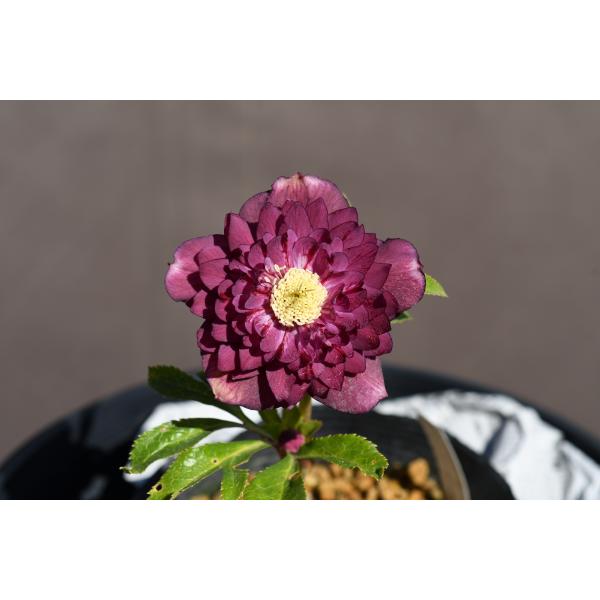 クリスマスローズ開花株 DDディオーネ多弁咲きパープルレッドゴールド