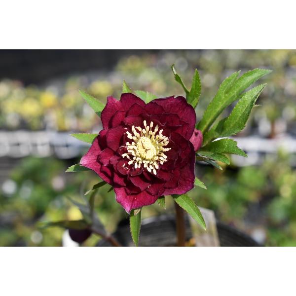 クリスマスローズ開花株 DDグロッシーカラー☆グロスレッド 237 現品