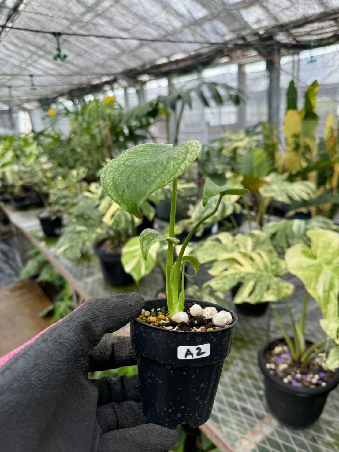 モンステラ デリシオーサ ホワイトモンスター 天津蘭 斑入り 3号 希少