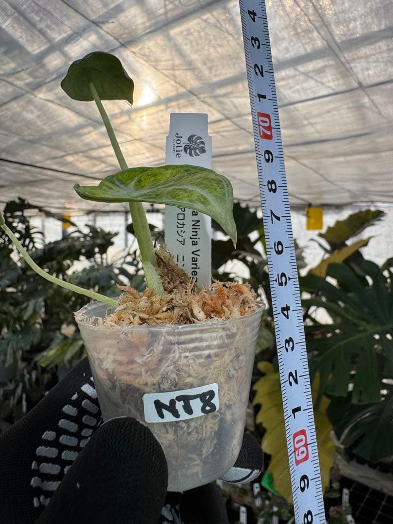 アロカシア ニンジャ 斑入り 2号【深緑の葉に映える美しい斑