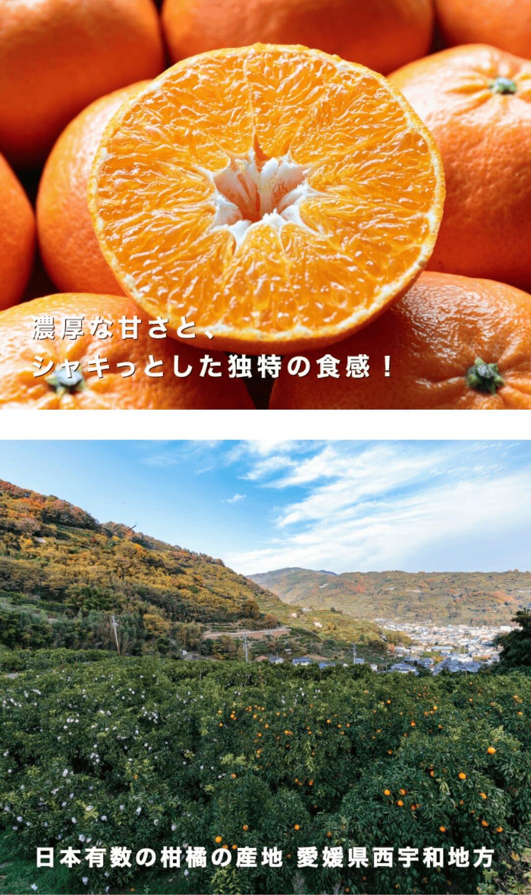 愛媛オリジナル品種の希少柑橘・甘平をお値打ち価格で販売中【訳あり10kg】