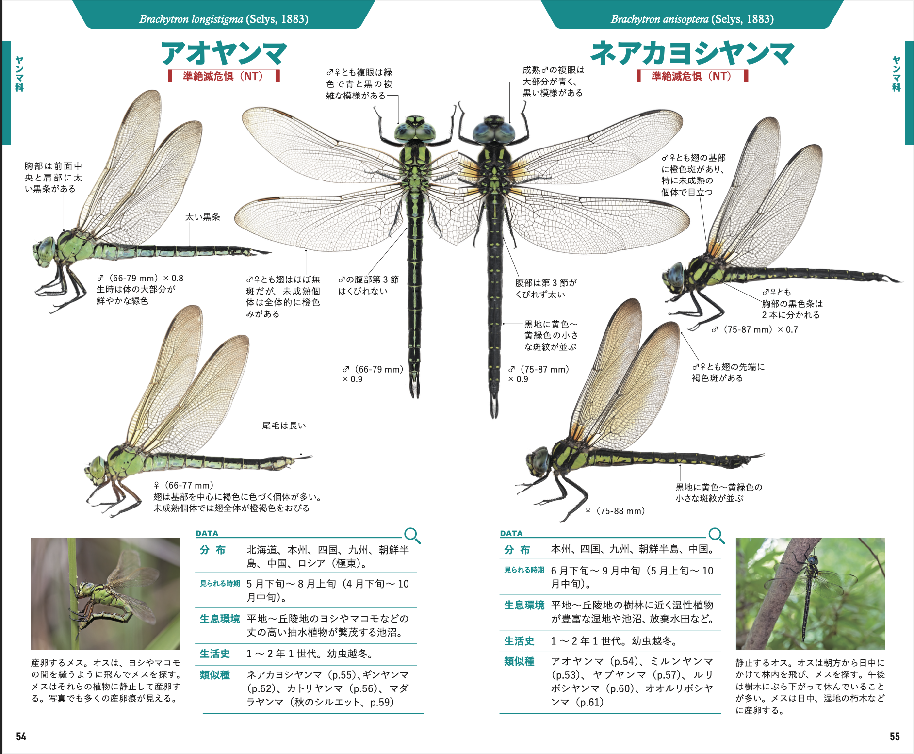 トンボハンドブック 本日発売！ : 湘南むし日記