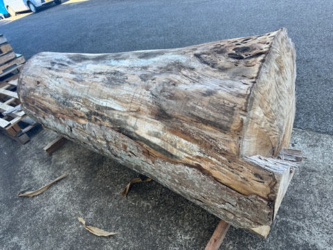 銘木 けやき欅 ケヤキ 超巨大 丸太 原木