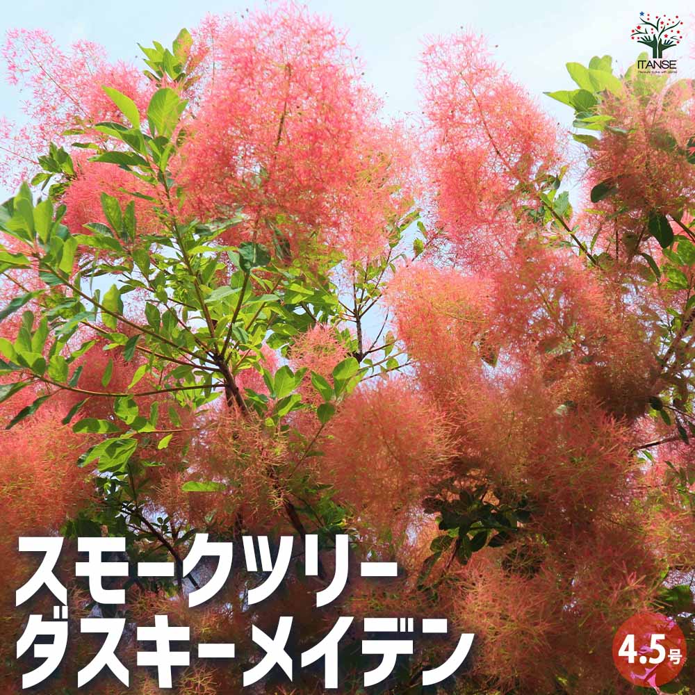 スモークツリー ダスキーメイデン 【花木苗 4.5号鉢／1個売り