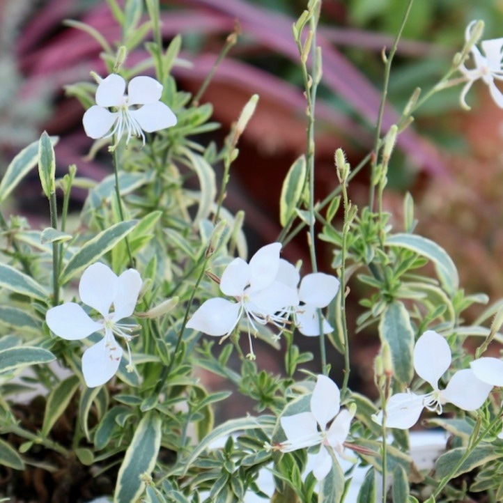 1_000000007578.jpg?1739977572