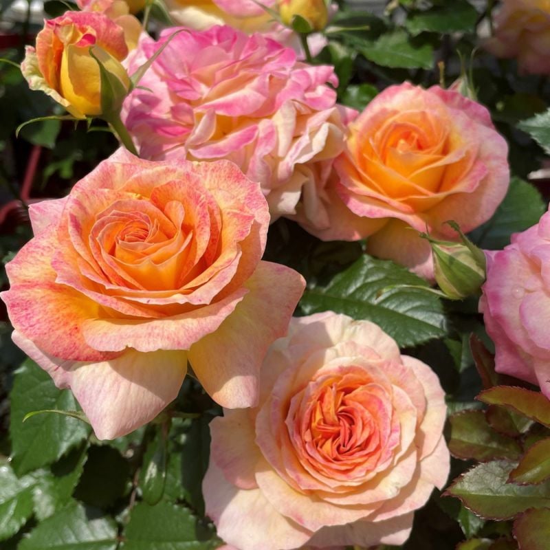 雨ニモマケズ・リバーシブル・ピンク（大苗）7号鉢植え 四季咲き 禅