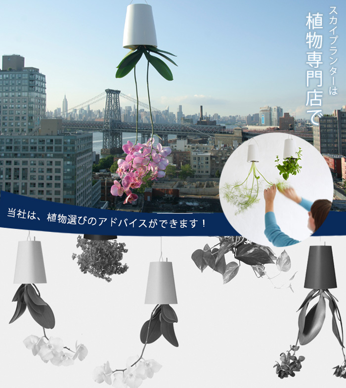 スカイプランター｜[公式] e-花屋さん 本店