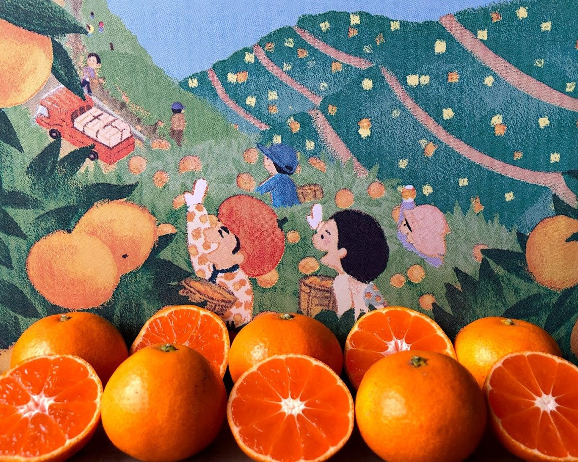 お知らせ - みかんのみっちゃん農園