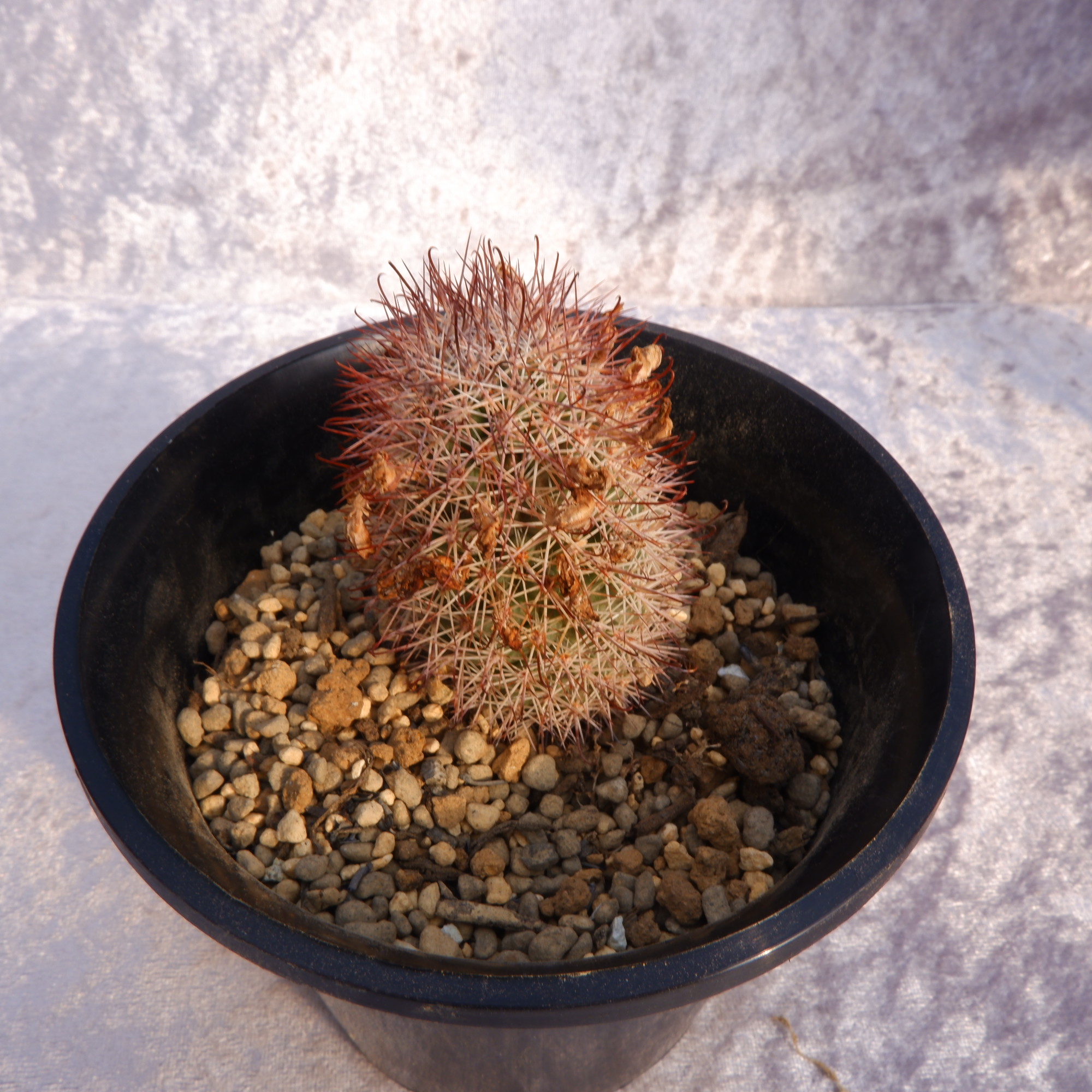 商品詳細 - 信州西沢サボテン園