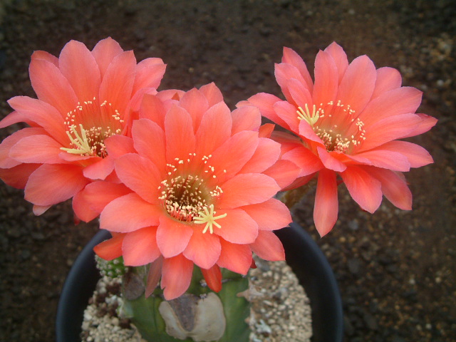 rikisan】花サボテン（レッド+むらさき） 接木 抜け苗 1426 2026年最新